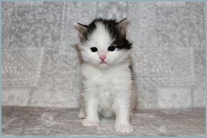 Female Siberian Kitten from Deedlebug Siberians